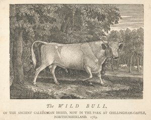 Il toro selvatico, della razza antica caledoniana, ora nel parco, al castello di Chillingham, Northumberland