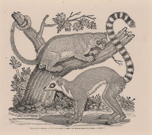 Due Lemuri, da "Storia Generale dei Quadrupedi" da Thomas Bewick