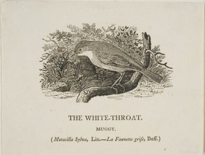 Gola bianca (uccello) da Thomas Bewick