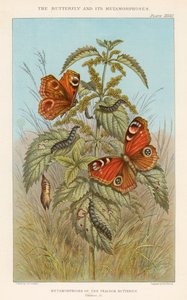 Metamorfosi della farfalla pavone, 1888