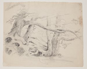 Alberi di quercia e cicuta