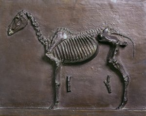 Scheletro di cavallo da Thomas Cowperthwait Eakins