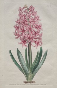 Il Magazine Botanico o Giardino dei Fiori: Giacinto da giardino