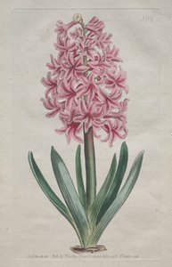 The Botanical Magazine or Flower Garden Displayed: Giacinto da giardino, 1806
