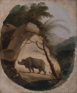 Il rinoceronte indiano