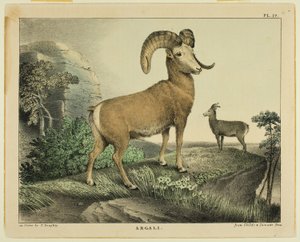 Argali da Thomas Doughty