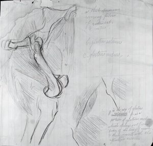 Disegno anatomico da Thomas Eakins