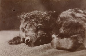 Boyce, ritratto di un cane setter da Thomas Eakins
