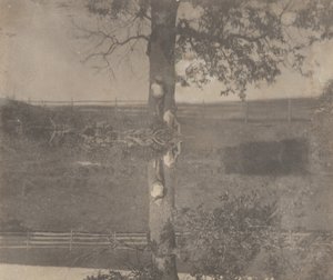 [I bambini Crowell ad Avondale, Pennsylvania]. da Thomas Eakins