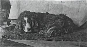 Il cane di Eakins, c. 1880-1890
