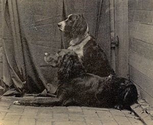 Cani di Thomas Eakins, 1884