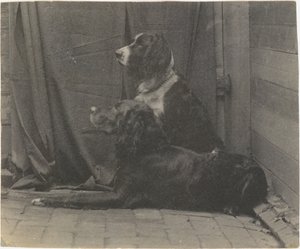 [Il cane Harry di Thomas Eakins e un altro setter], 1880