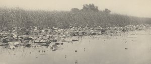 Ninfee, 1886 (foto)