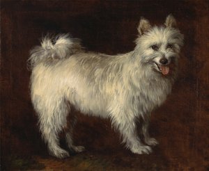 Spitz Dog, Un Cane