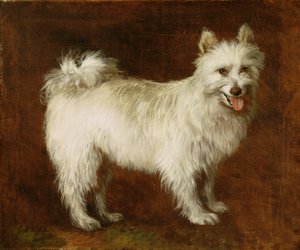Cane Spitz, c.1760-70
