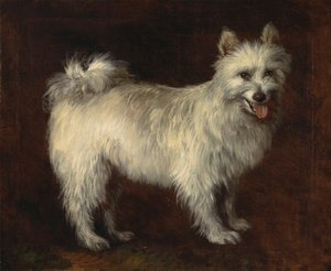 Cane Spitz