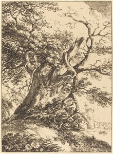 Vecchio albero da Thomas Hearne