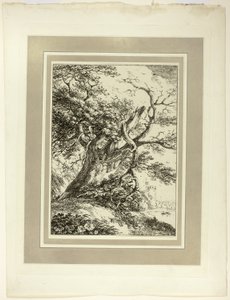 Vecchio Albero, dal primo numero di Specimens of Polyautography da Thomas Hearne