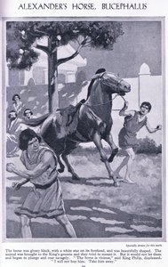 Il cavallo di Alessandro, Bucefalo: il cavallo era nero lucido con una stella bianca sulla fronte, 1950 circa (litografia) da Thomas Heath Robinson
