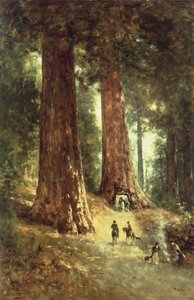 Nelle sequoie, 1899