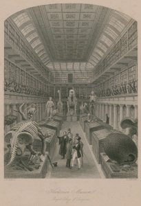 Museo Hunterian, Royal College of Surgeons, Londra