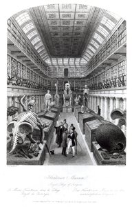 Il Museo Hunterian, illustrazione per 