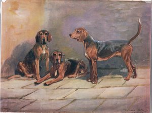 Cani, illustrazione da 