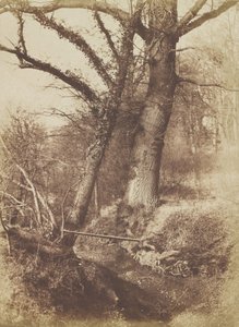 Alberi, 1854-57 da Thomas Keith