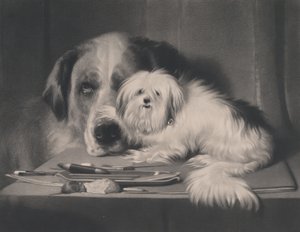 Il cane-leone di Malta - L