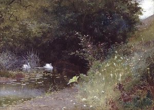 Cigni su un lago