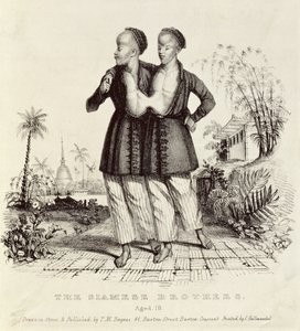 I fratelli siamesi, di 18 anni, stampato da Charles Hullmandel, c.1829
