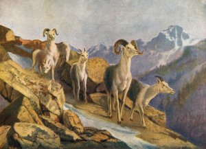 Pecore a ventaglio che scendono per nutrirsi (litografia a colori)