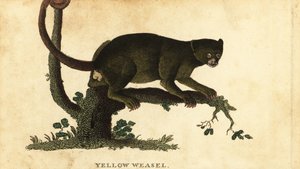 Kinkajou, Potos flavus, 1800 da Thomas Pennant