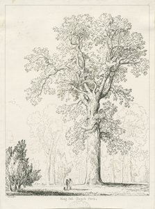 Blithfield - Quercia del Re: disegno a penna e inchiostro da Thomas Peploe Wood