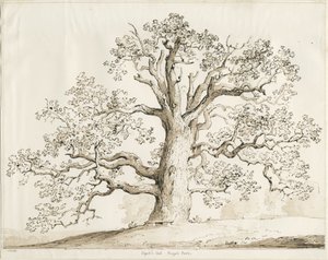 Blithfield - Quercia Squitch da Thomas Peploe Wood