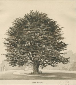 Ingestre - Cedro