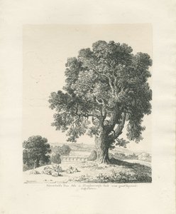 Shugborough Park - Albero di frassino da Thomas Peploe Wood