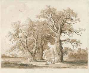 Teddesley Hall - Querce