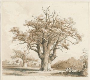 Teddesley Hall - Querce: disegno a matita e lavaggio, nd [Nov 1842] da Thomas Peploe Wood