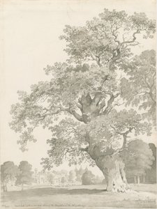 Tixall - Quercia da Thomas Peploe Wood