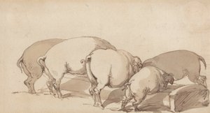Maiali a un trogolo da Thomas Rowlandson