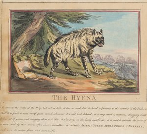 Set di otto con frontespizio. “Animali stranieri e domestici”. 6. La iena