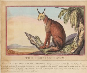 Set di otto con frontespizio. “Animali stranieri e domestici”. 7. La lince persiana