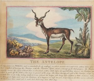 Set di otto con frontespizio. “Animali stranieri e domestici”. 8. L’antilope da Thomas Rowlandson