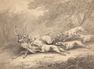 Cervo abbattuto da un branco di cani da Thomas Rowlandson