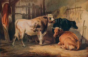Un toro e tre mucche in una stalla