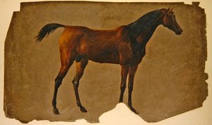 Un cavallo arabo