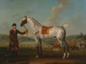Scipio, un cacciatore maculato, proprietà del colonnello Roche