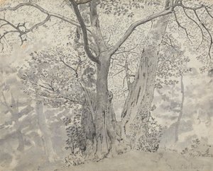Studio di Albero da Thomas Stothard