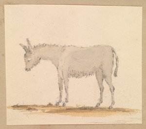 Studio di un asino, c.1820 da Thomas Streatfeild